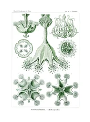 Stauroméduses, 1899-1904